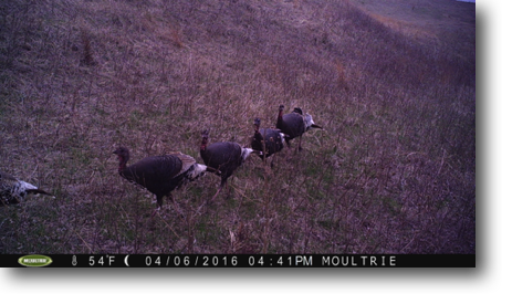 Early April turkeys. Natural ones.