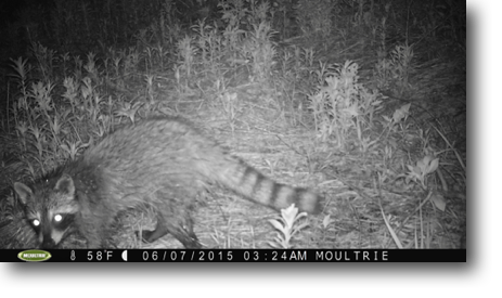 The trail camera caught this image of a raccoon.