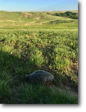 This turtle apparently came up near the house to lay her eggs.