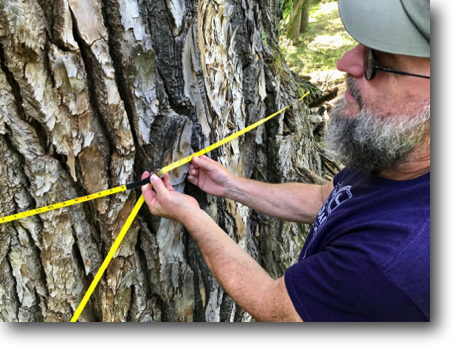 Jordan measuring the girth of an old cottonwood tree along Bear In The Lodge Creek: 22'-2".