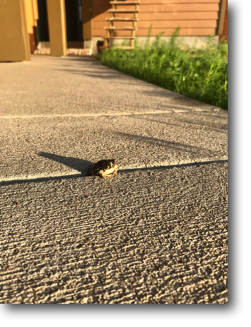 A frog on the walkway.