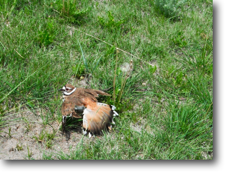 A mother killdeer faking a broken wing to protect her nest.