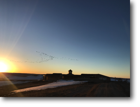 A "V" of geese flying north.