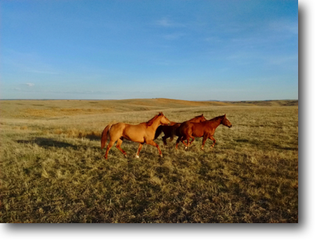 Horses make the landscape look even better.