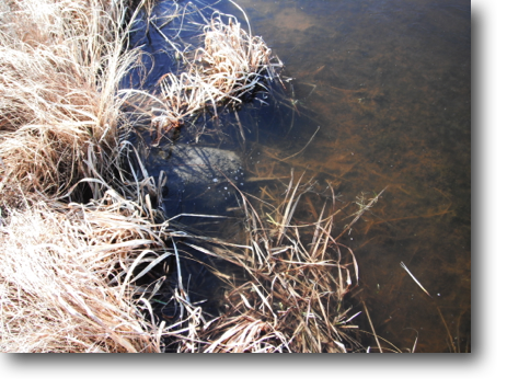 Snapping turtle trying to hide beneath a thin clear layer of ice.