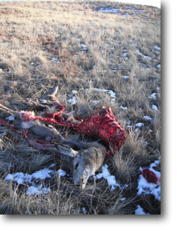 Perhaps a sick deer killed by coyotes. An eagle was also feasting on the carcass.