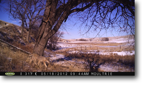 Two coyotes caught by a trail camera (the stamped date is incorrect).