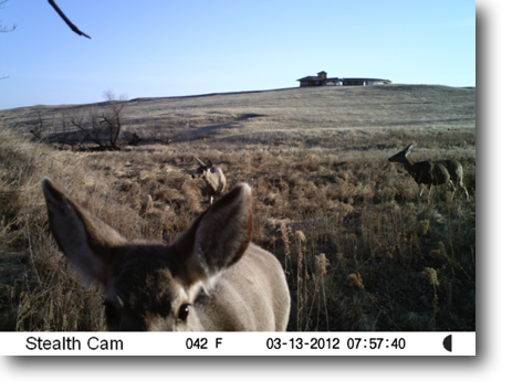 This doe apparently is curious about the "trail cam."