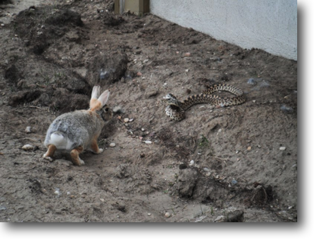 A fascinating confrontation between a rabbit and a bull snake.