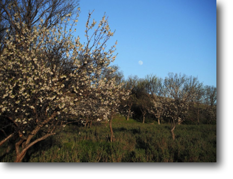 Plum blossoms with a full moon rising.