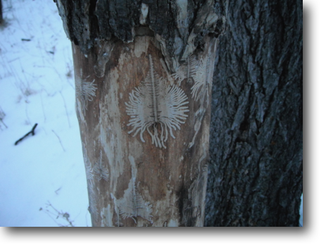 Fascinating pattern beneath the bark of a standing dead tree.