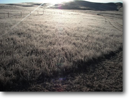 Frost-covered grass this early December morning.