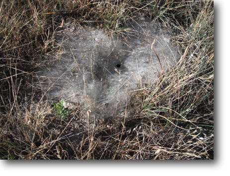 An interesting spider (?) nest in the grass.