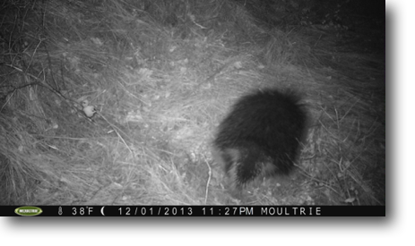 Tail view of a porcupine captured by a trail camera.