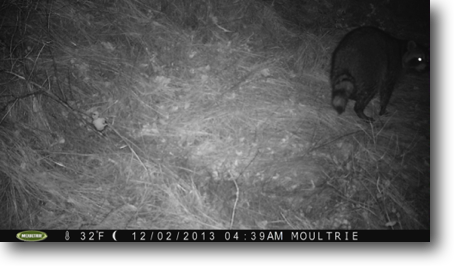 Tail view of a raccoon caught by trail camera.